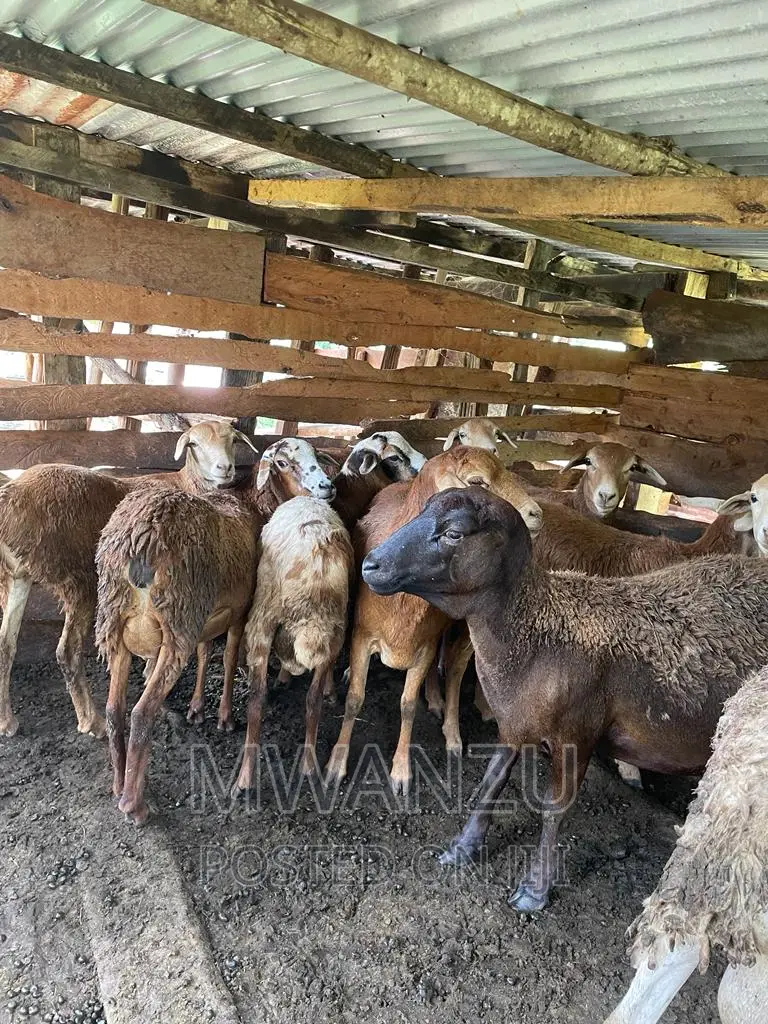 Kienyeji Sheep/Kondoo in Kitale - Farm Animals, M Ombura | Jiji.co.ke