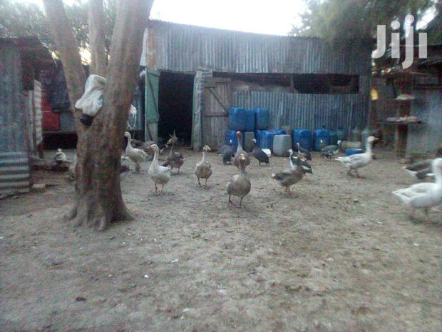 Bata Bukini (Goose) Pair - thumbnail 5