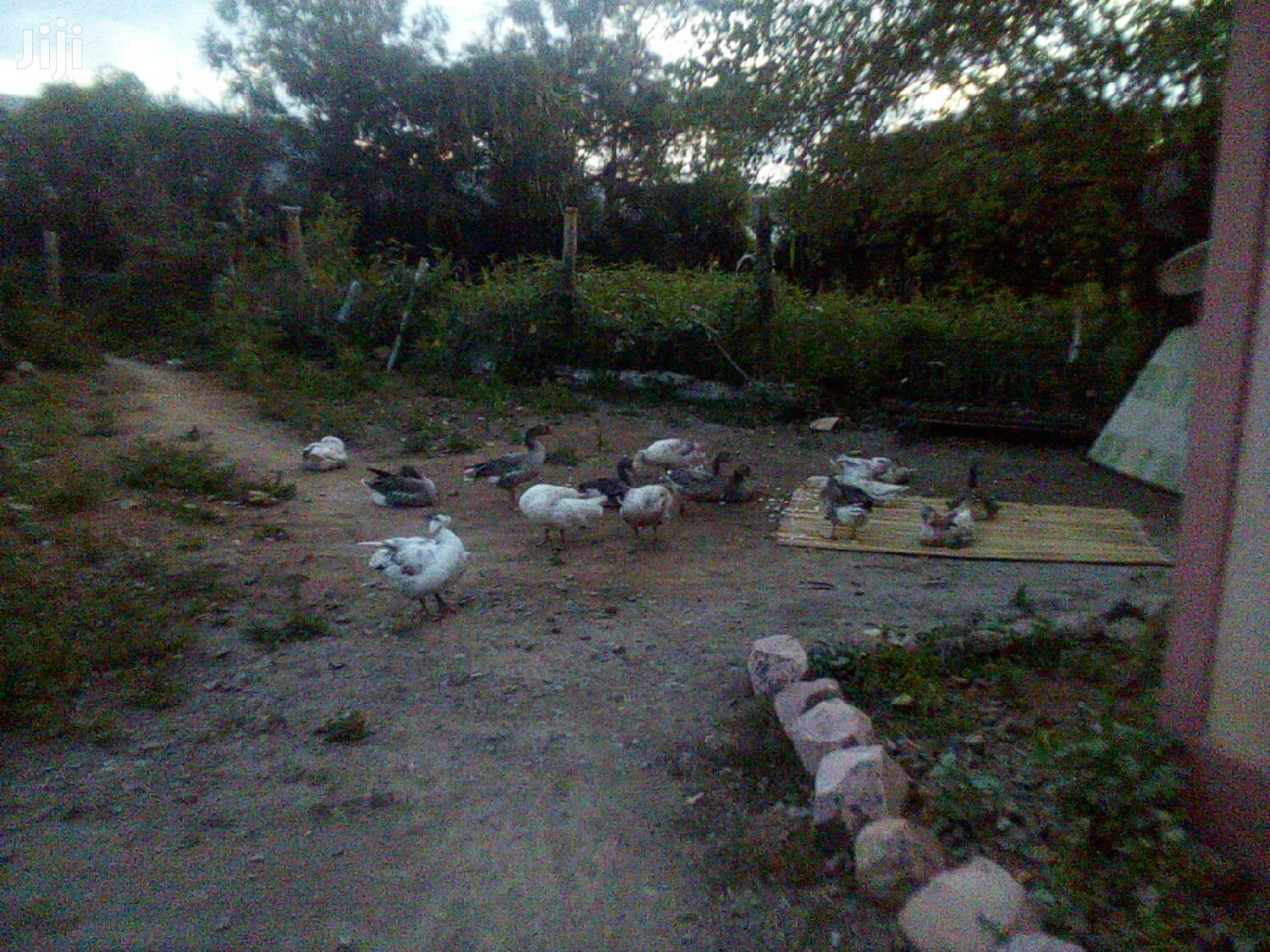 Bata Bukini (Goose) Pair