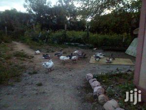 Bata Bukini (Goose) Pair