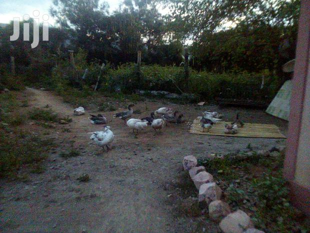 Bata Bukini (Goose) Pair - thumbnail 6