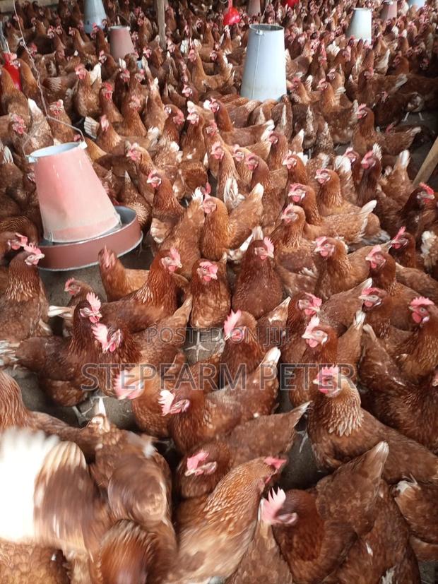 Kenchicks Point of Lay - main view