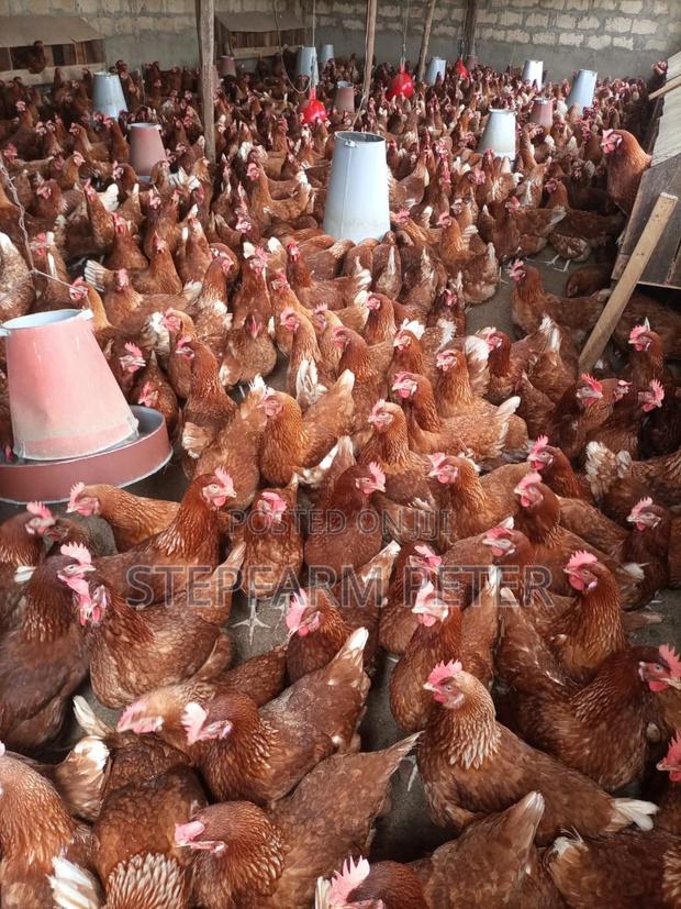 Kenchicks Point of Lay - thumbnail 2