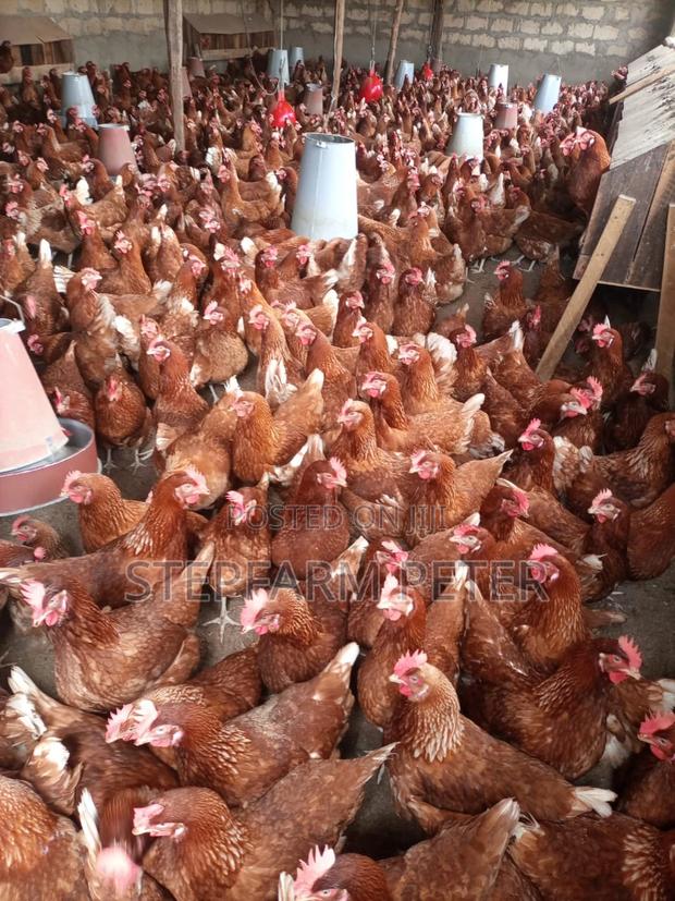 Kenchicks Point of Lay - thumbnail 3