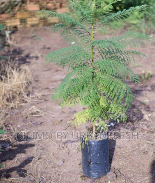 Jacaranda Tree Minimum Order Quantity 10. - thumbnail 2