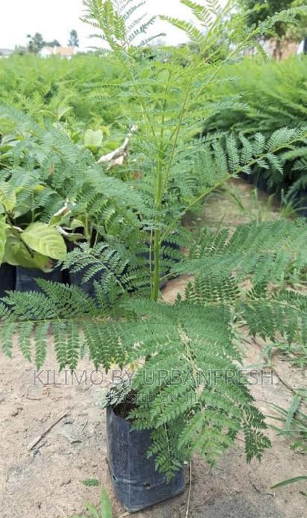 Jacaranda Tree Minimum Order Quantity 10. - main view