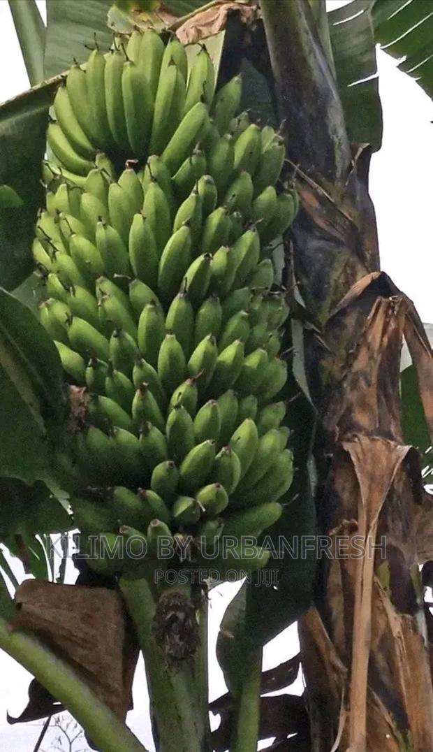 Grand Naine Cooking Ripening Banana Suckers Moq 10.