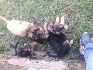 1-3 months Female Purebred German Shepherd - thumbnail 2