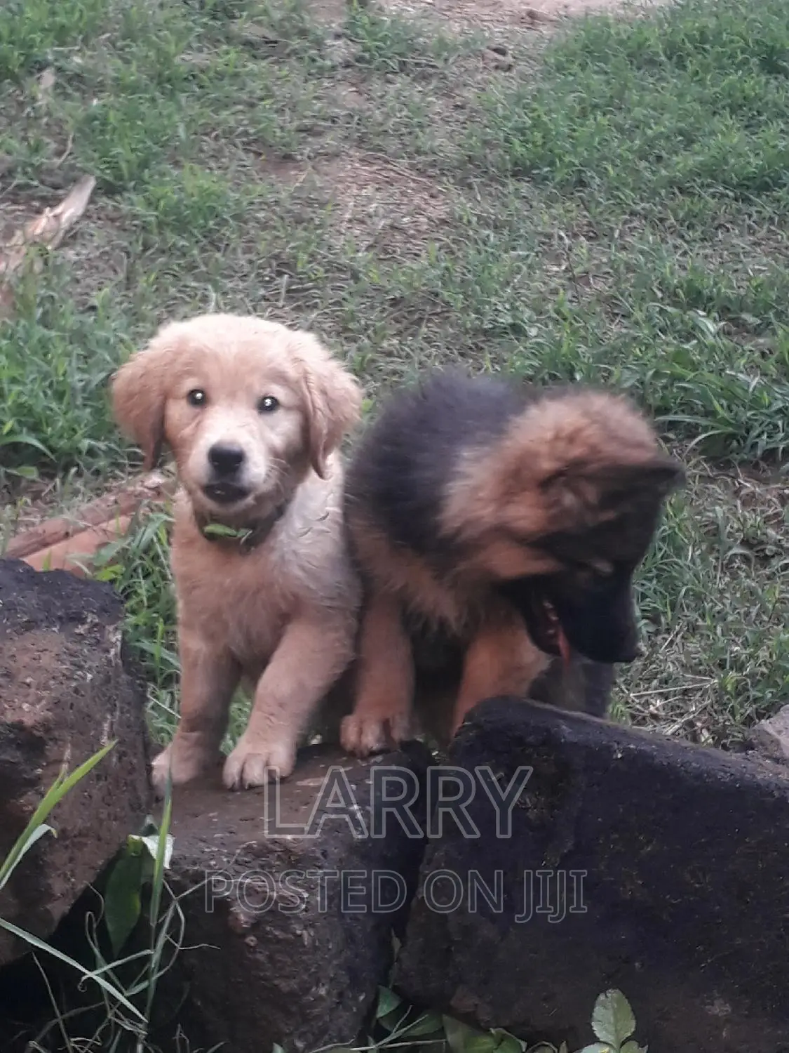 1-3 months Female Purebred German Shepherd