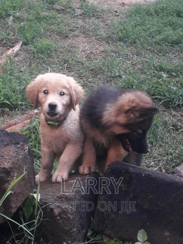 1-3 months Female Purebred German Shepherd - main view