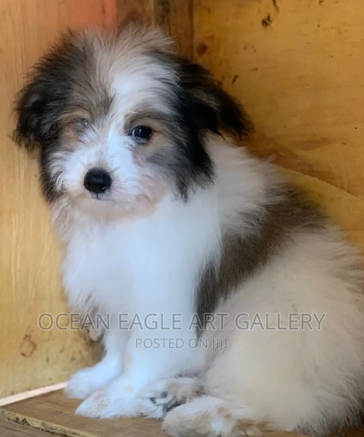 1-3 months Female Purebred Maltese