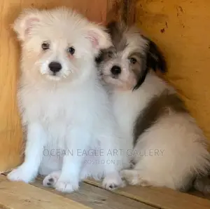 1-3 months Female Purebred Maltese
