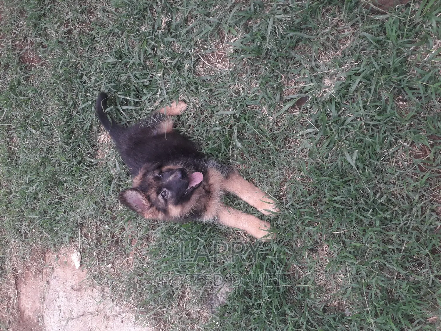 1-3 months Female Purebred German Shepherd