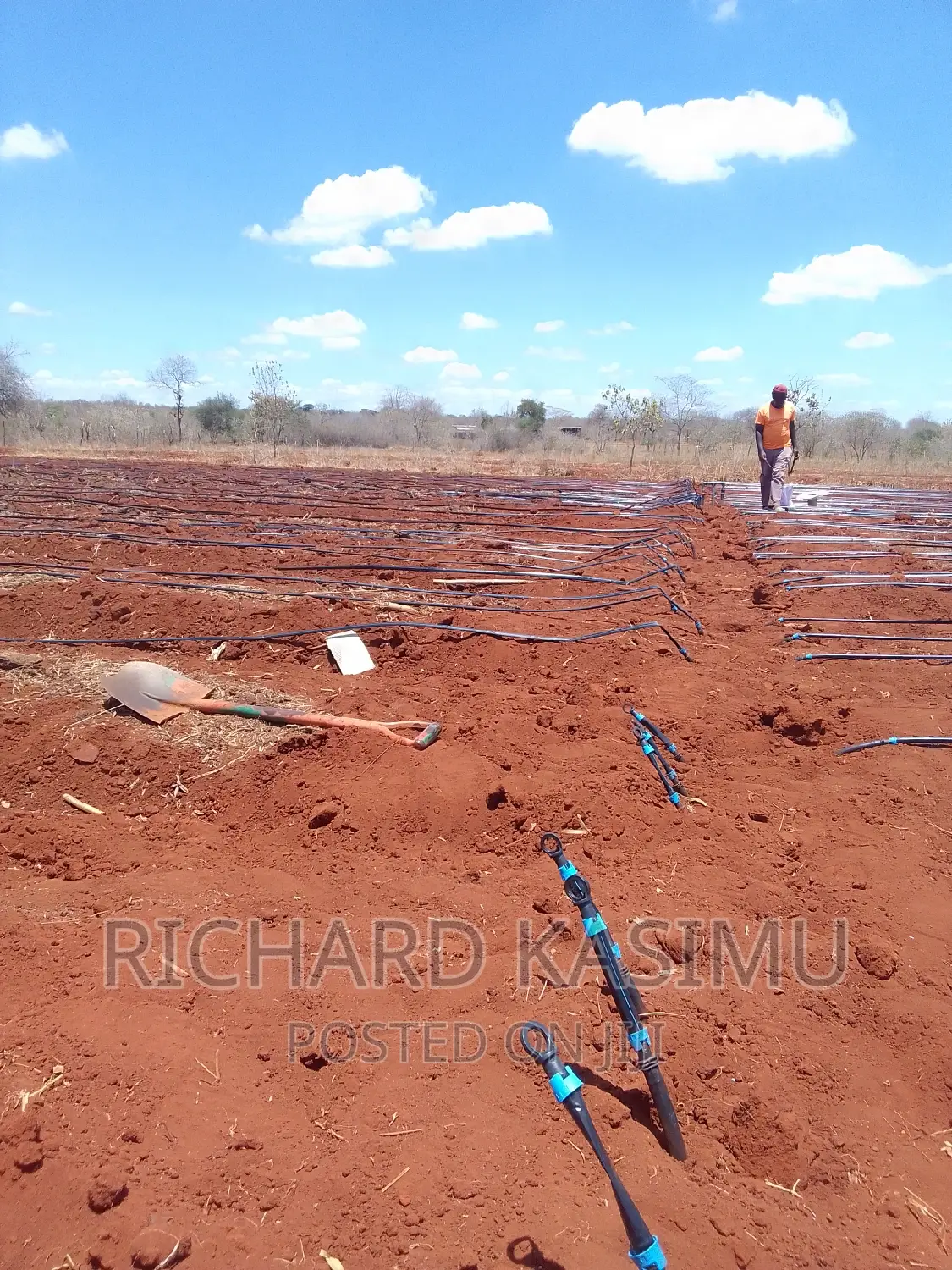 Dripplines Installation