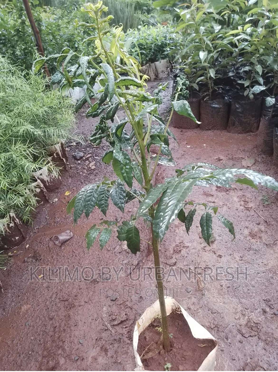 Red Mahogany Tree Seedlings. Moq 5