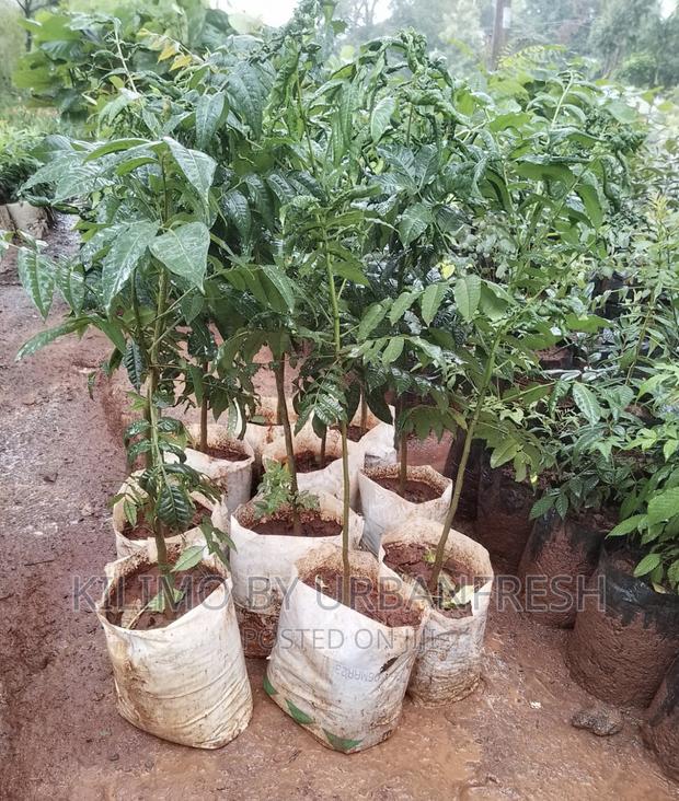 Red Mahogany Tree Seedlings. Moq 5 - main view