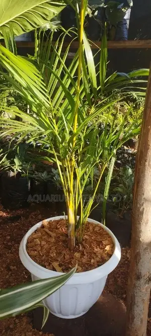 Golden Palm Plants , Potted Palms