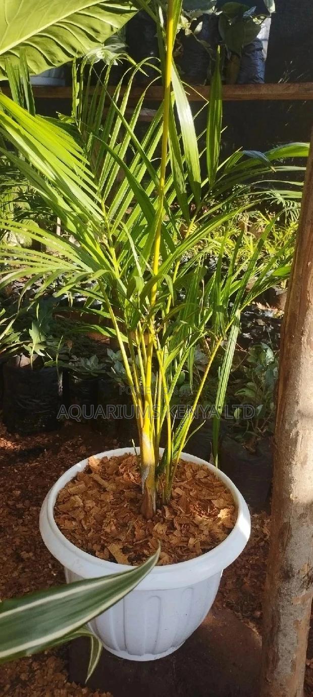 Golden Palm Plants , Potted Palms