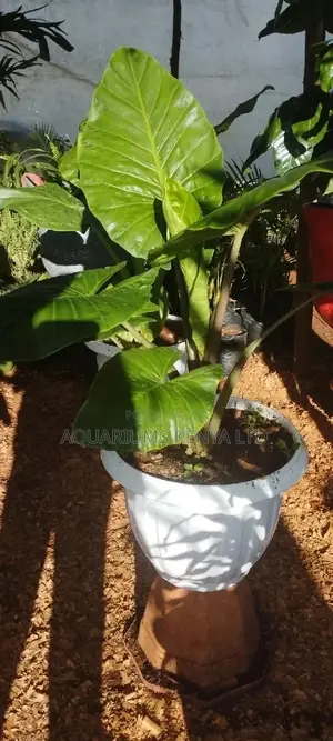 Potted House Plants,House Plants