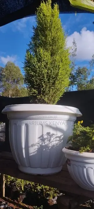 Potted Garden Plants, Beautiful Scapes