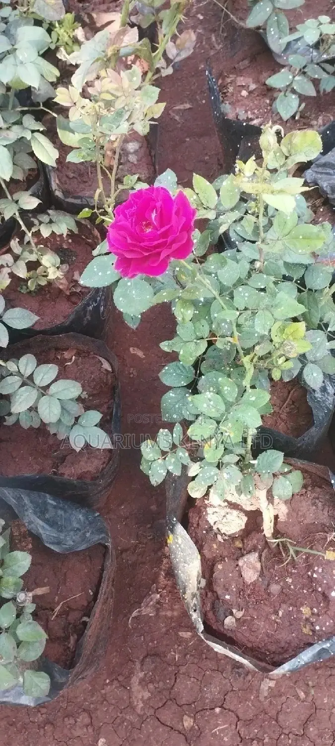 Red Roses,White Roses Plants