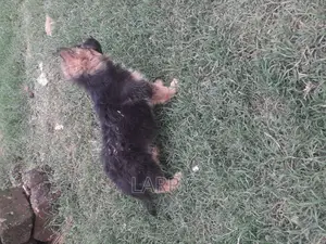 1-3 months Female Purebred German Shepherd