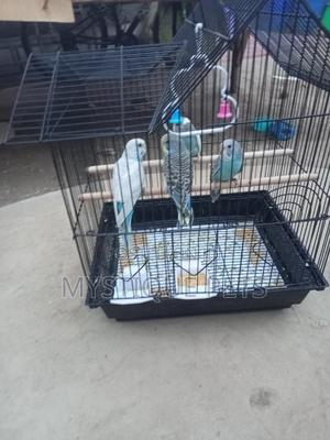 Budgise- Birds - thumbnail 2