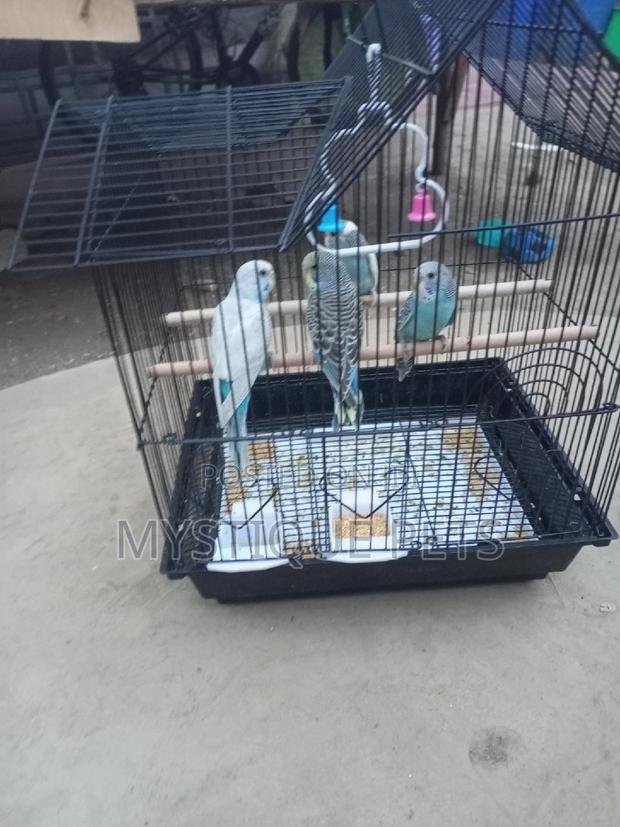 Budgise- Birds - main view