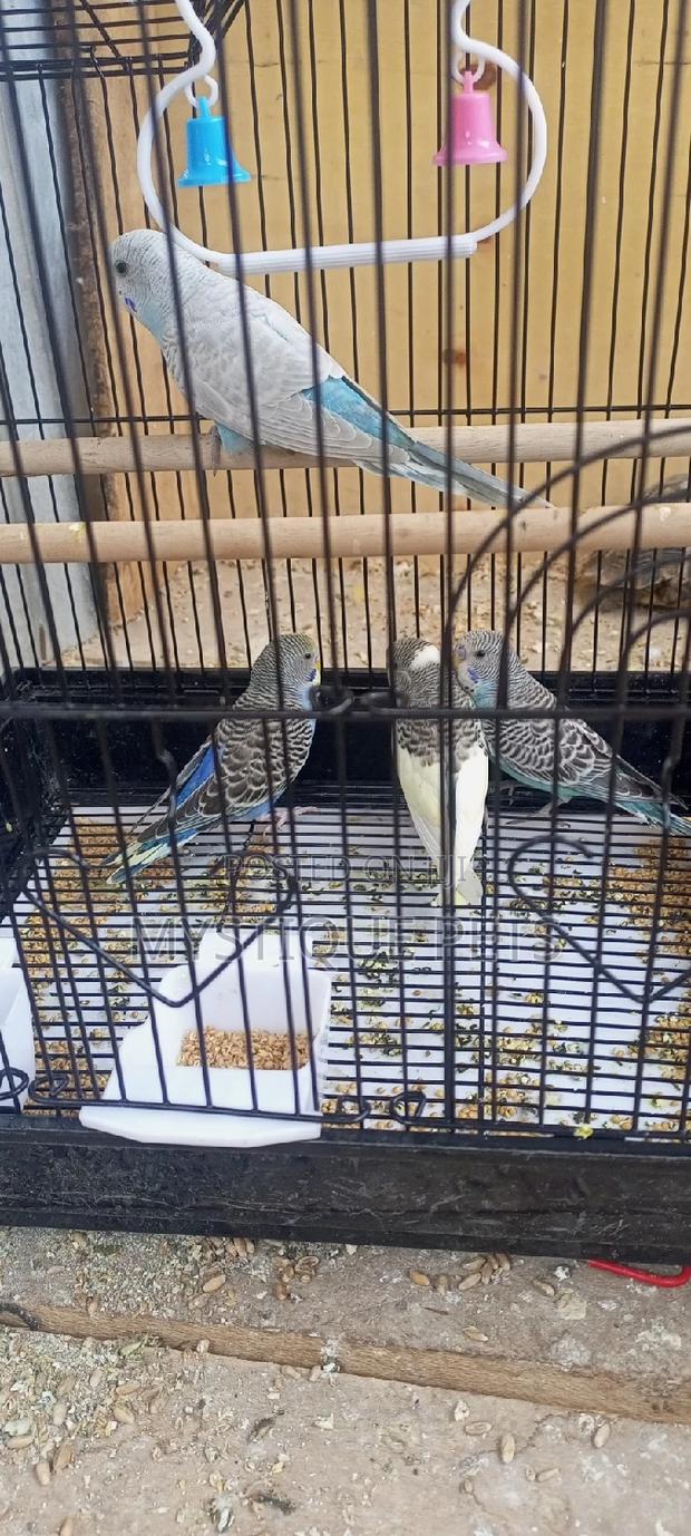 Budgise- Birds - thumbnail 3