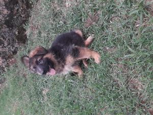 1-3 months Female Purebred German Shepherd - thumbnail 2