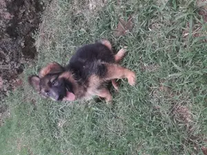 1-3 months Female Purebred German Shepherd