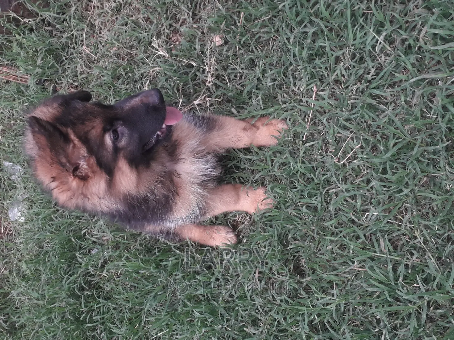 1-3 months Female Purebred German Shepherd