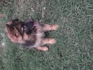 1-3 months Female Purebred German Shepherd