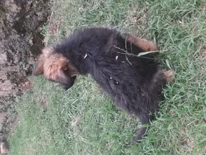 1-3 months Female Purebred German Shepherd