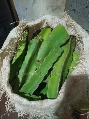 Dragon Cuttings