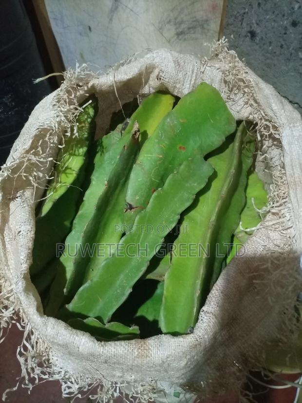 Dragon Cuttings - main view