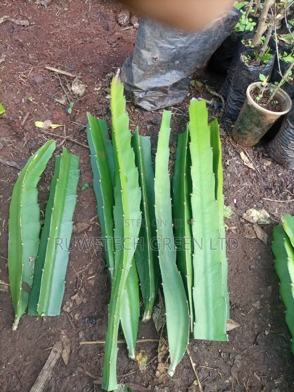 Dragon Cuttings