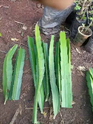 Dragon Cuttings