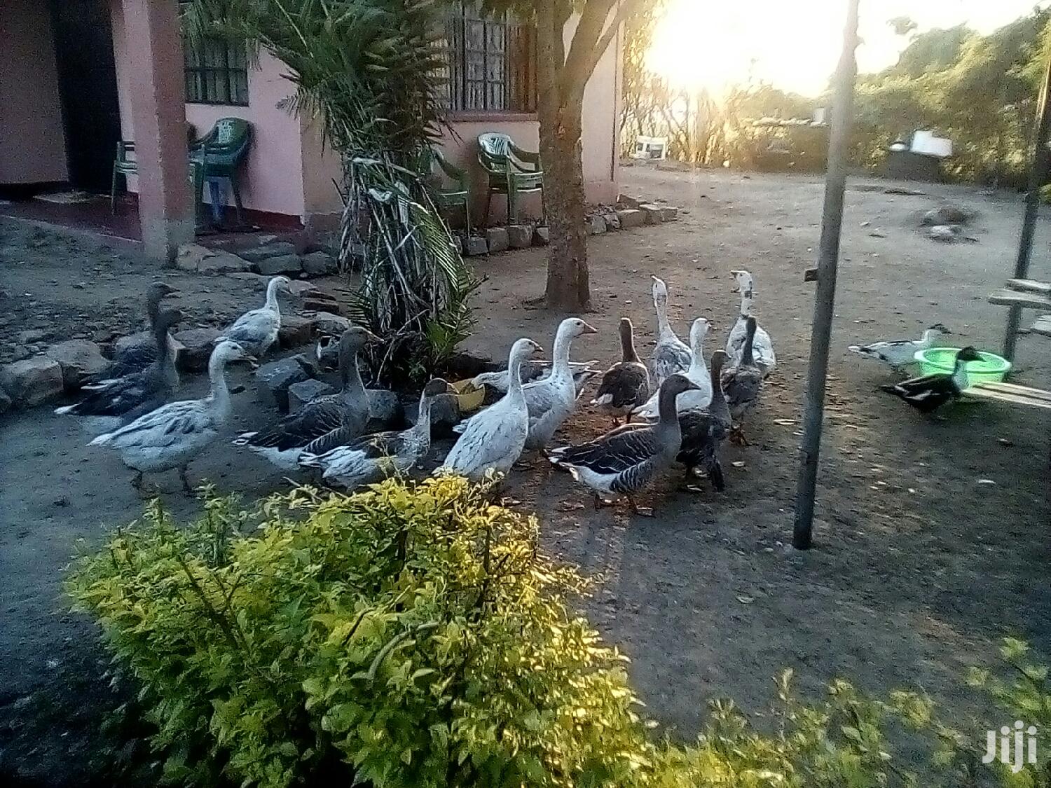 Bata Bukini (Goose) Pair