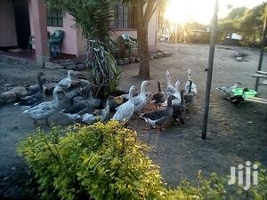 Bata Bukini (Goose) Pair