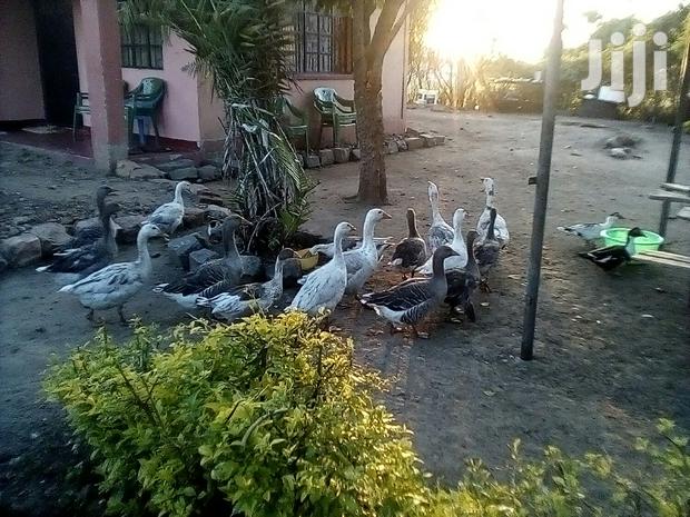 Bata Bukini (Goose) Pair - thumbnail 4