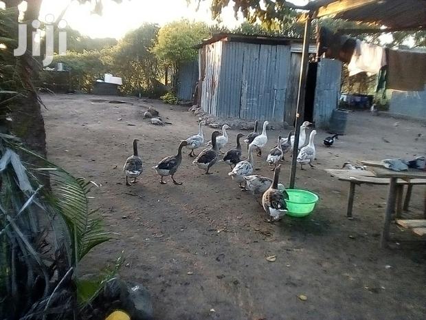 Bata Bukini (Goose) Pair - thumbnail 19