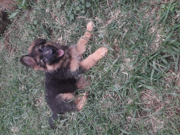 1-3 months Female Purebred German Shepherd