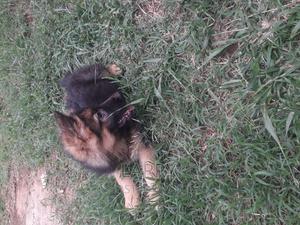 1-3 months Female Purebred German Shepherd - thumbnail 2
