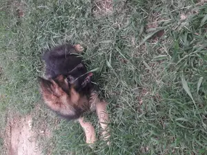 1-3 months Female Purebred German Shepherd