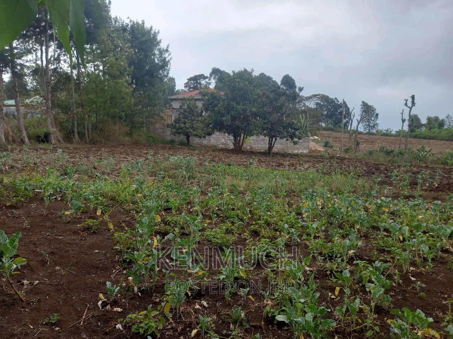 1/2 Acre Matasia,Kajiado (Barabara Mpya) (With Title Deed)