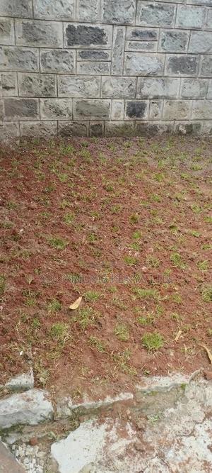 Arabic Original Grass,Arabic Grass - thumbnail 2