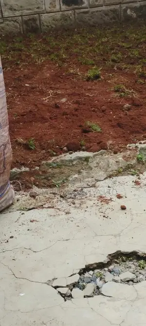 Planting Arabic Grass,Arabic Grass in Plenty