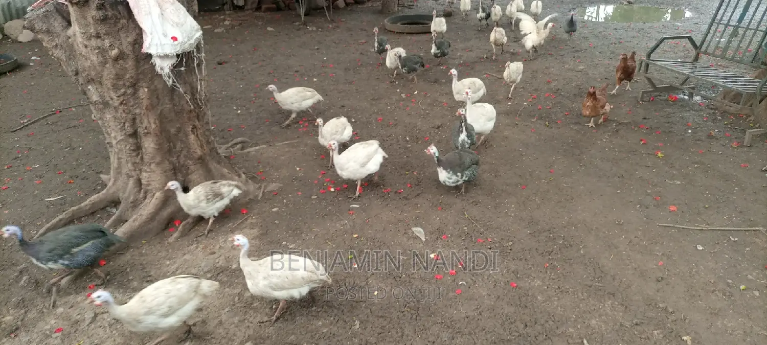 Healthy Mature Pure White(PAIR)Kanga.Whitechested Available.
