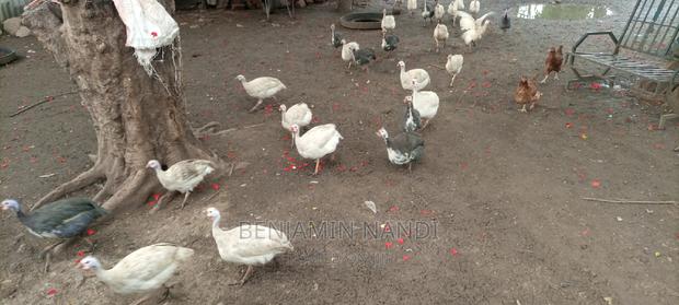 Healthy Mature Pure White(PAIR)Kanga.Whitechested Available. - thumbnail 18